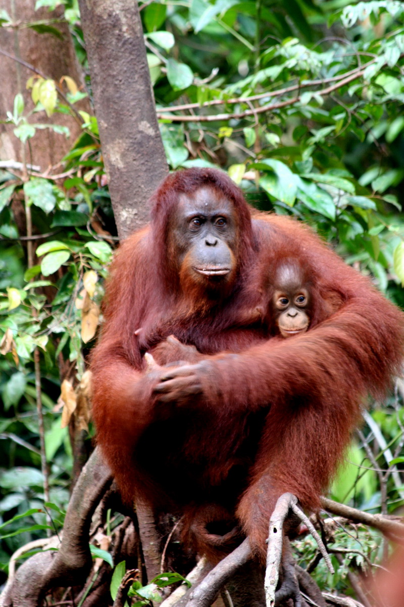 Orangutans, Borneo