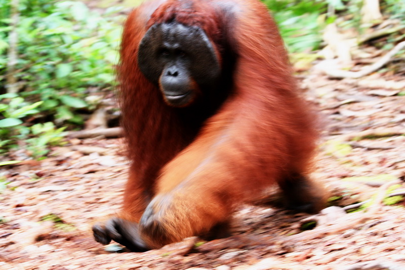 Orangutan, Tanjung Puting