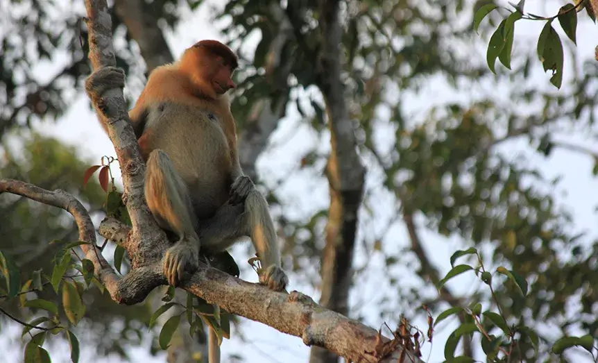 Orangutan en árbol en la selva de Borneo