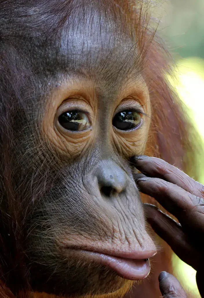 Orangutan de Borneo