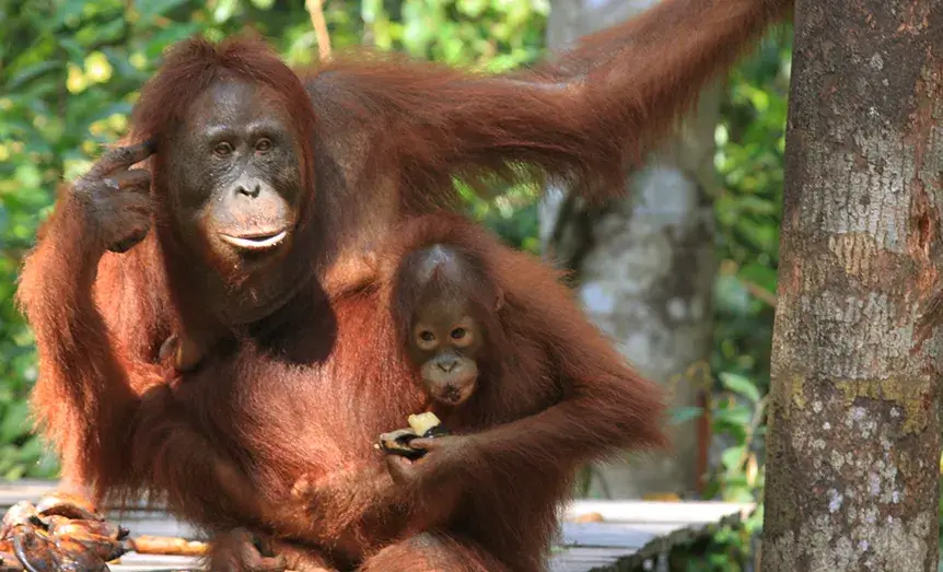 Família de orangutanes en Borneo