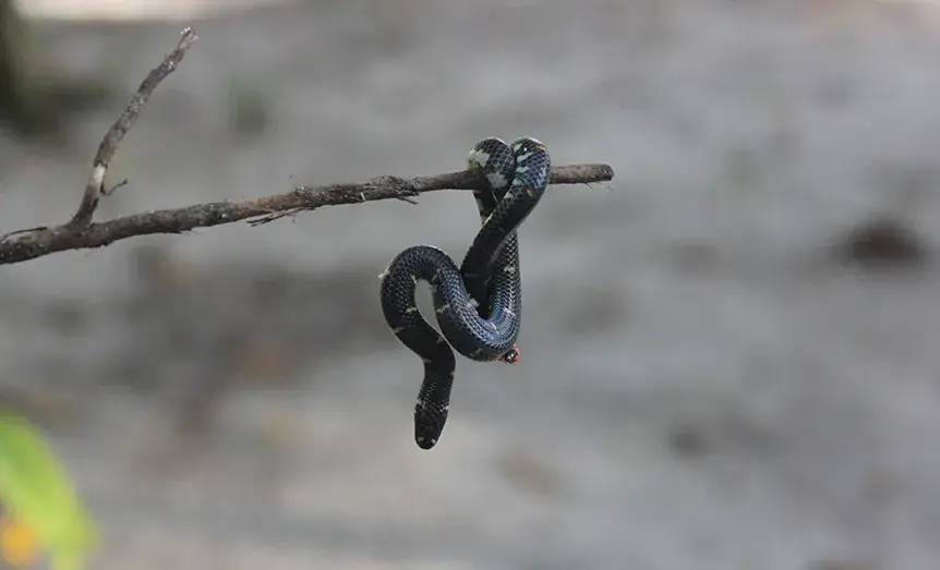 Serpiente en rama en Borneo