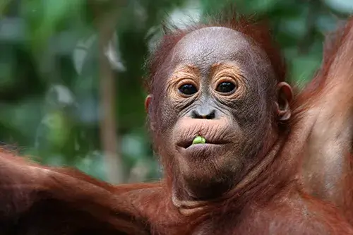 Orangutanes de Borneo