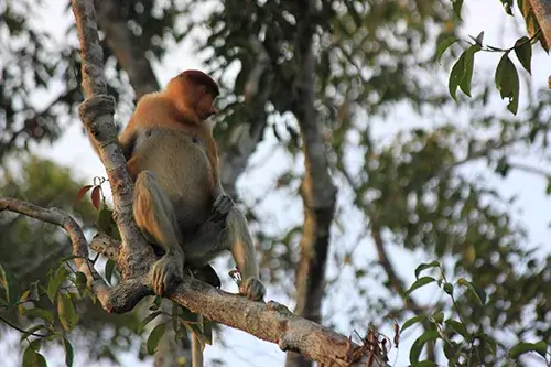 Orangutan en Borneo